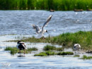 Black-headed Gull – Mewa Śmieszka